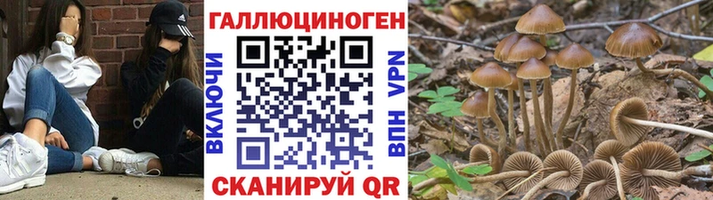 где можно купить МЕГА как зайти Галлюциногенные грибы Cubensis Павловская